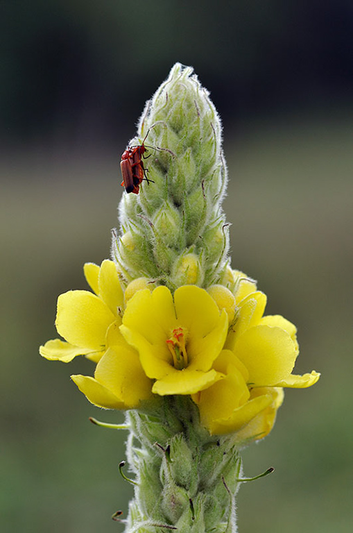 Verbascum_thapsus_LP0251_53_Chobham_Common