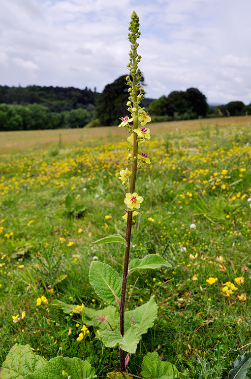 Verbascum_nigrum_LP0412_13_Seale