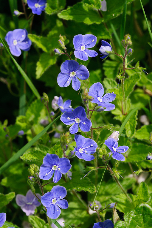 Veronica_chamaedrys_LP0678_62_Dunsfold