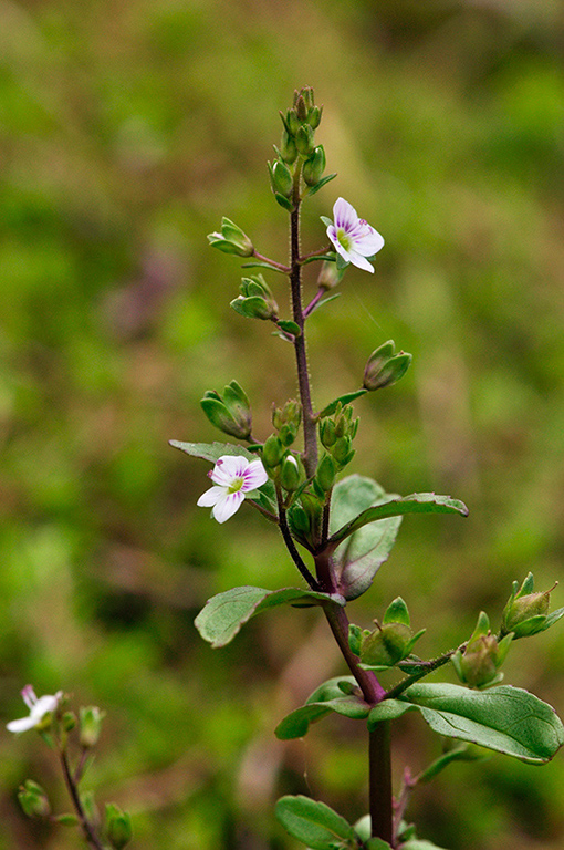 Veronica_catenata_LP0282_63_Merstham