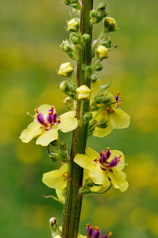 Verbascum_nigrum_LP0412_04_Seale