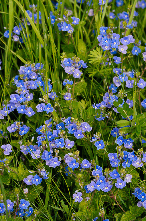 Veronica_chamaedrys_LP0360_98_Hampton_Court