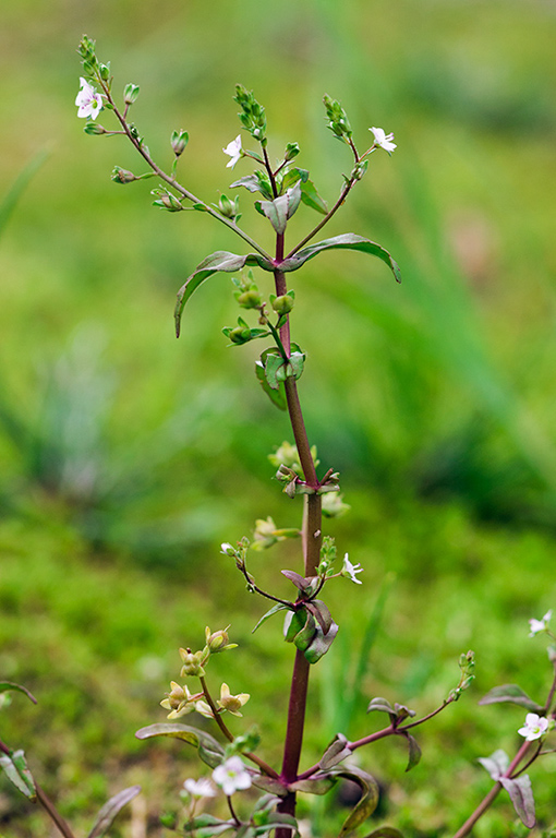 Veronica_catenata_LP0430_55_Molesey