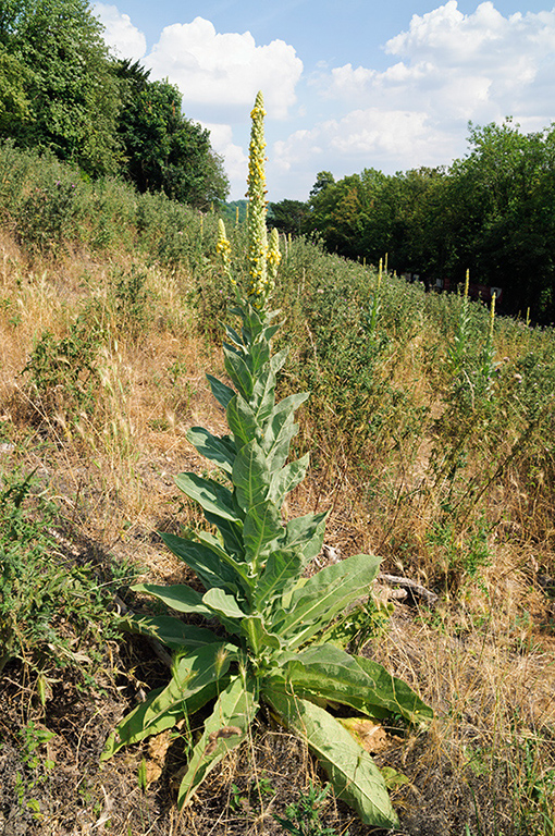 Verbascum_thapsus_LP0468_15_Riddlesdown