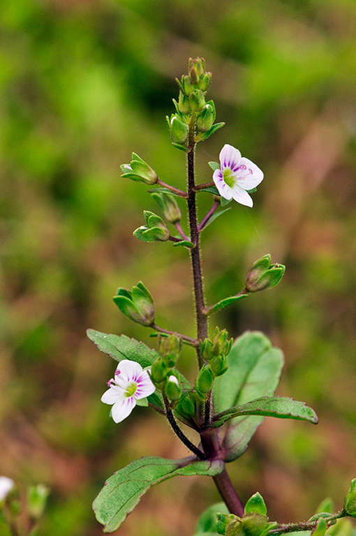 Veronica_catenata_LP0282_65_Merstham