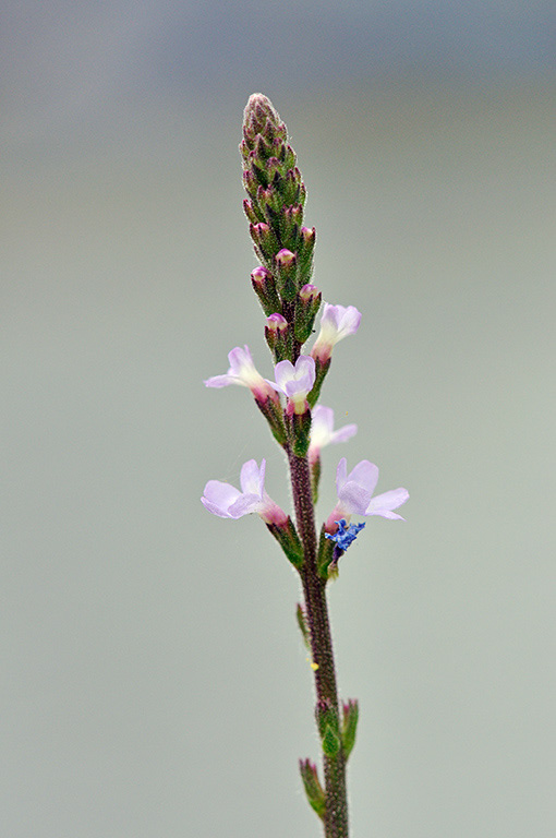 Verbena_officinalis_LP0293_081_Hampton_Court