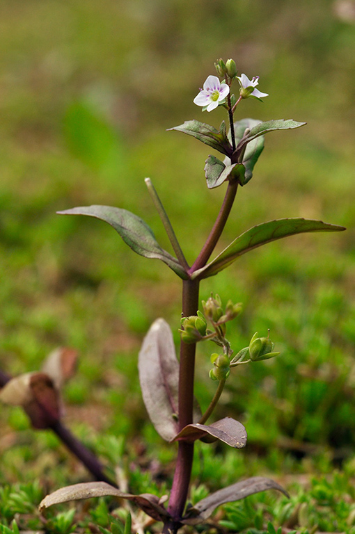 Veronica_catenata_LP0282_57_Merstham