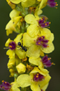 Verbascum_nigrum_LP0285_46_Abinger