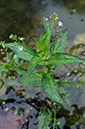 Veronica_anagallis-aquatica_LP0684_20_Buckland