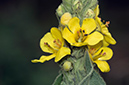 Verbascum_thapsus_LP0552_05_Langley_Vale