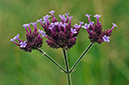 Verbena_bonariensis_LP0288_24_Croydon_Wandle