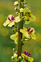 Verbascum_nigrum_LP0412_05_Seale