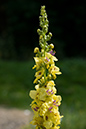 Verbascum_nigrum_LP0068_68_Headley_Heath