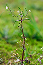 Veronica_catenata_LP0430_55_Molesey