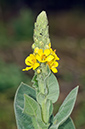 Verbascum_thapsus_LP0552_01_Langley_Vale