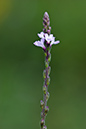 Verbena_officinalis_LP0160_25_Walton_Downs