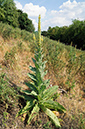 Verbascum_thapsus_LP0468_15_Riddlesdown