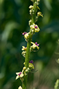 Verbascum_nigrum_LP0175_43_Wotton