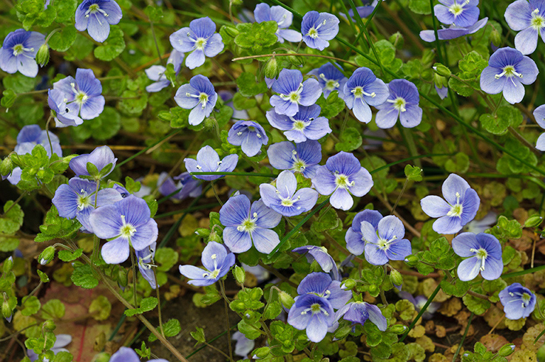 Veronica_filiformis_LP0436_03_South_Croydon