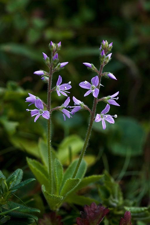 Veronica_officinalis_LP0068_33_Headley_Heath