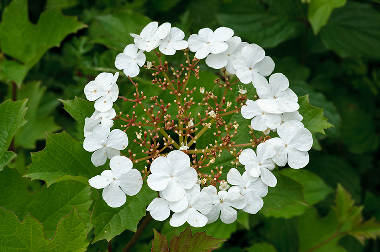 Viburnum_opulus_LP0314_49_Howell_Hill