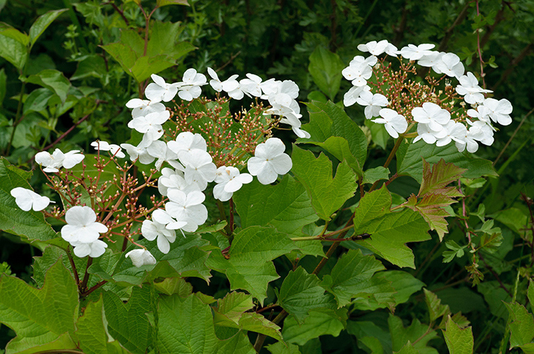 Viburnum_opulus_LP0314_46_Howell_Hill