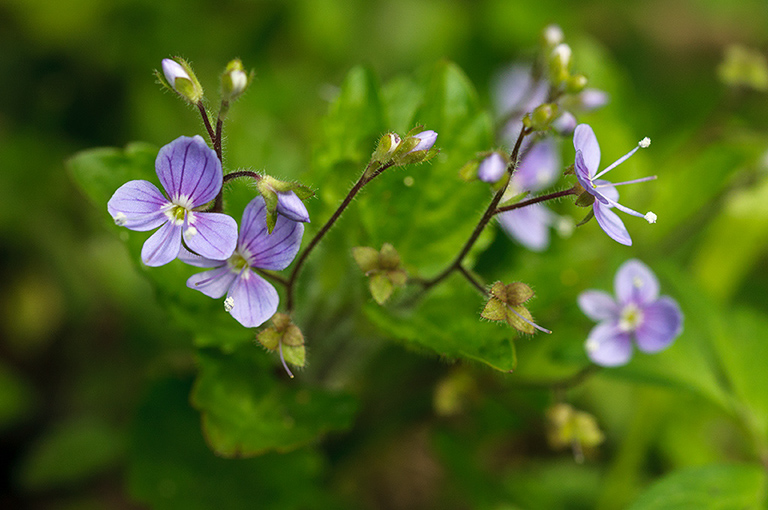 Veronica_montana_LP0620_12_Frylands_Wood