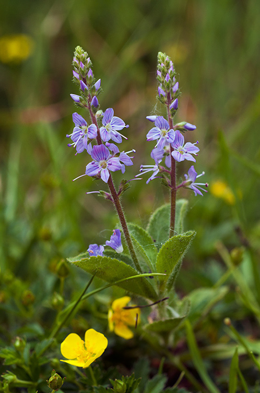 Veronica_officinalis_LP0454_03_Oxshott