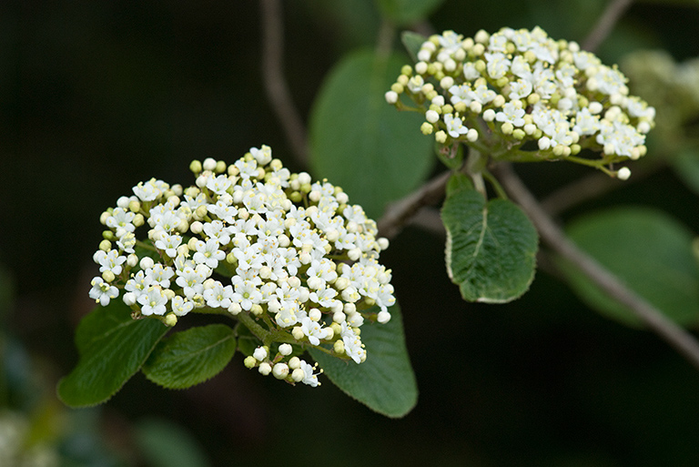 Viburnum_lantana_LP0204_02_Banstead