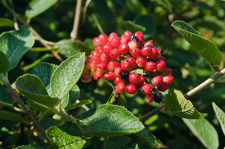 Viburnum_lantana_LP0641_39_Walton_Downs