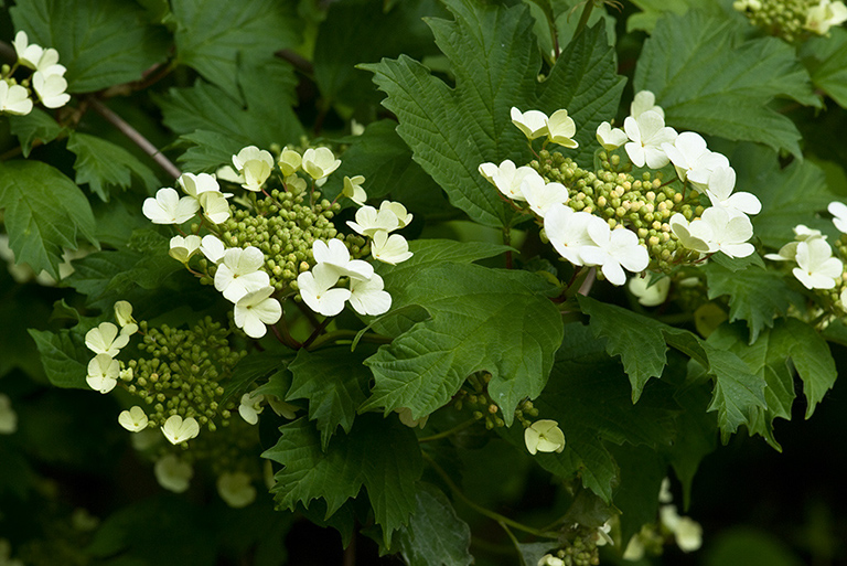 Viburnum_opulus_LP0206_27_Barnes