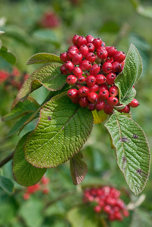 Viburnum_lantana_LP0164_08_Walton_Downs