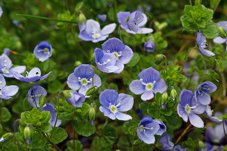 Veronica_filiformis_LP0436_01_South_Croydon