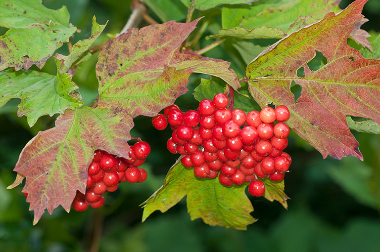 Viburnum_opulus_LP0432_27_Nutfield_Marsh