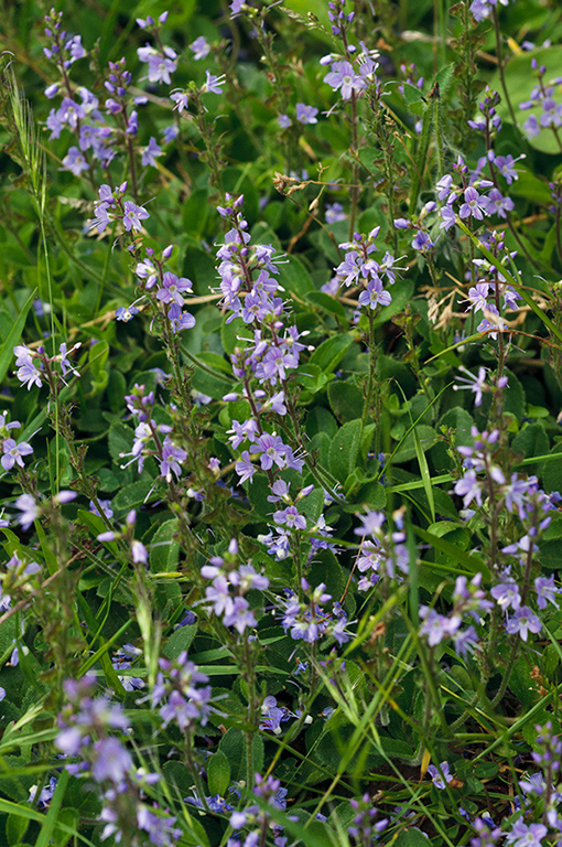 Veronica_officinalis_LP0680_04_Farley_Heath