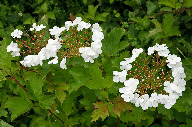 Viburnum_opulus_LP0314_57_Howell_Hill