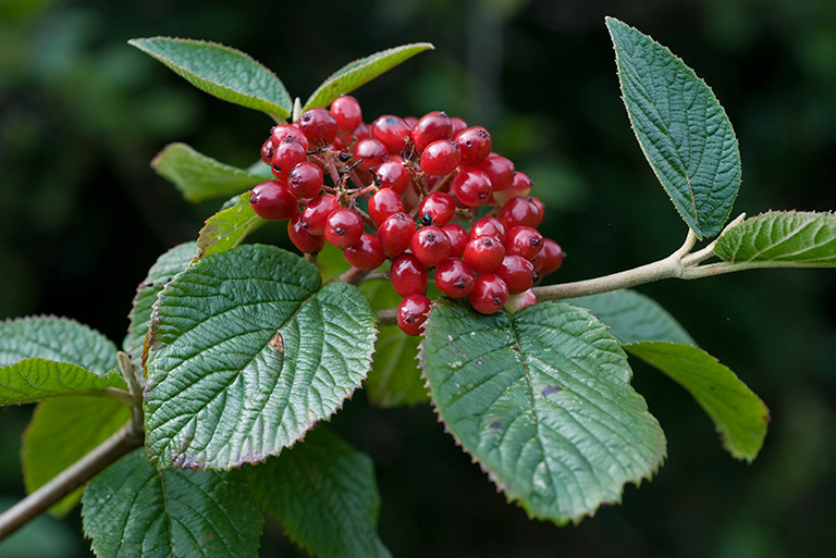 Viburnum_lantana_LP0164_11_Walton_Downs