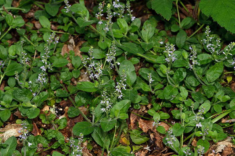 Veronica_officinalis_LP0678_32_Dunsfold