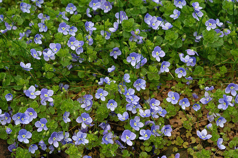 Veronica_filiformis_LP0436_07_South_Croydon