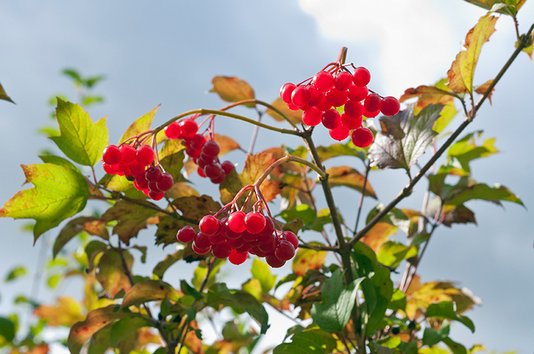 Viburnum_opulus_LP0646_01_Chipstead_Downs