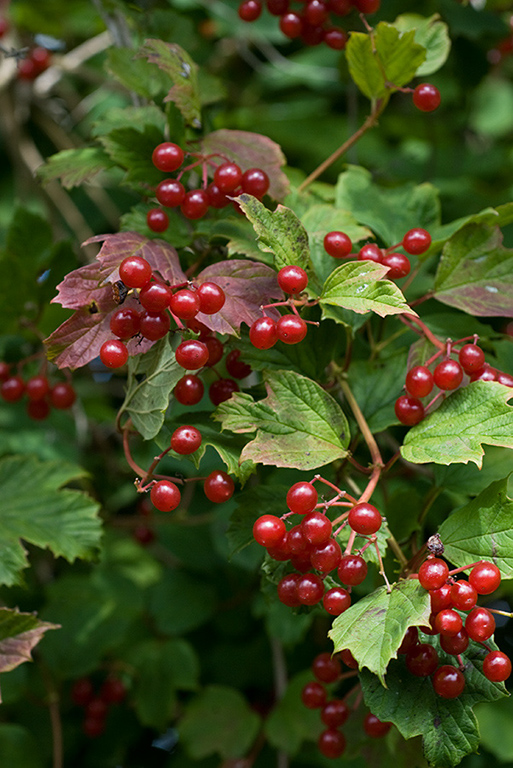 Viburnum_opulus_LP0182_29_Chertsey_Meads