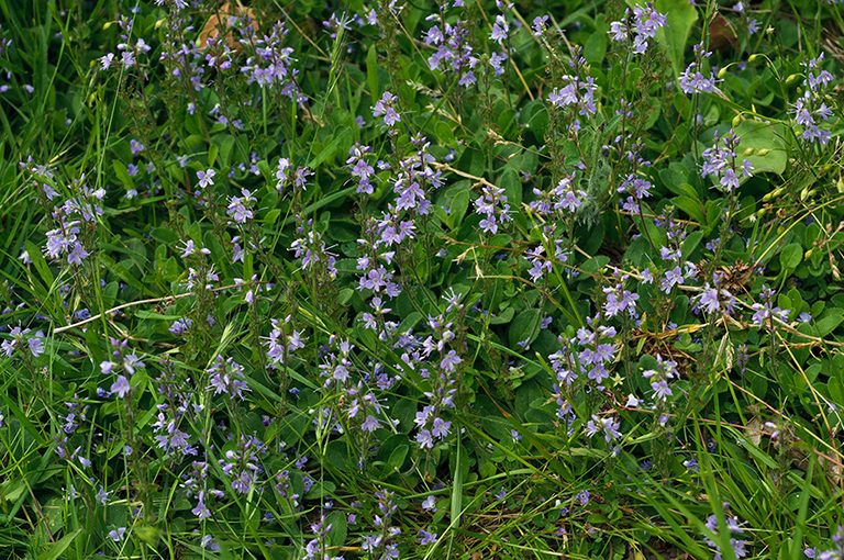 Veronica_officinalis_LP0680_03_Farley_Heath