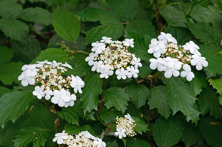 Viburnum_opulus_LP0678_36_Dunsfold