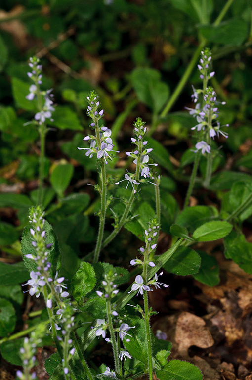 Veronica_officinalis_LP0678_26_Dunsfold