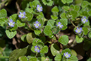 Veronica_hederifolia_LP0190_17_Hammonds_Copse