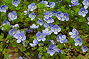 Veronica_filiformis_LP0436_03_South_Croydon