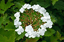 Viburnum_opulus_LP0314_49_Howell_Hill