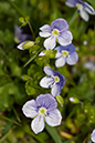 Veronica_filiformis_LP0189_10_Lingfield