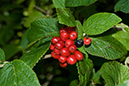 Viburnum_lantana_LP0078_49_Puttenham