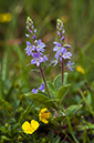 Veronica_officinalis_LP0454_03_Oxshott